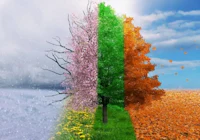 a picture of a tree with different colors of the seasons